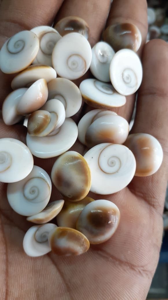 Gomti Chakra