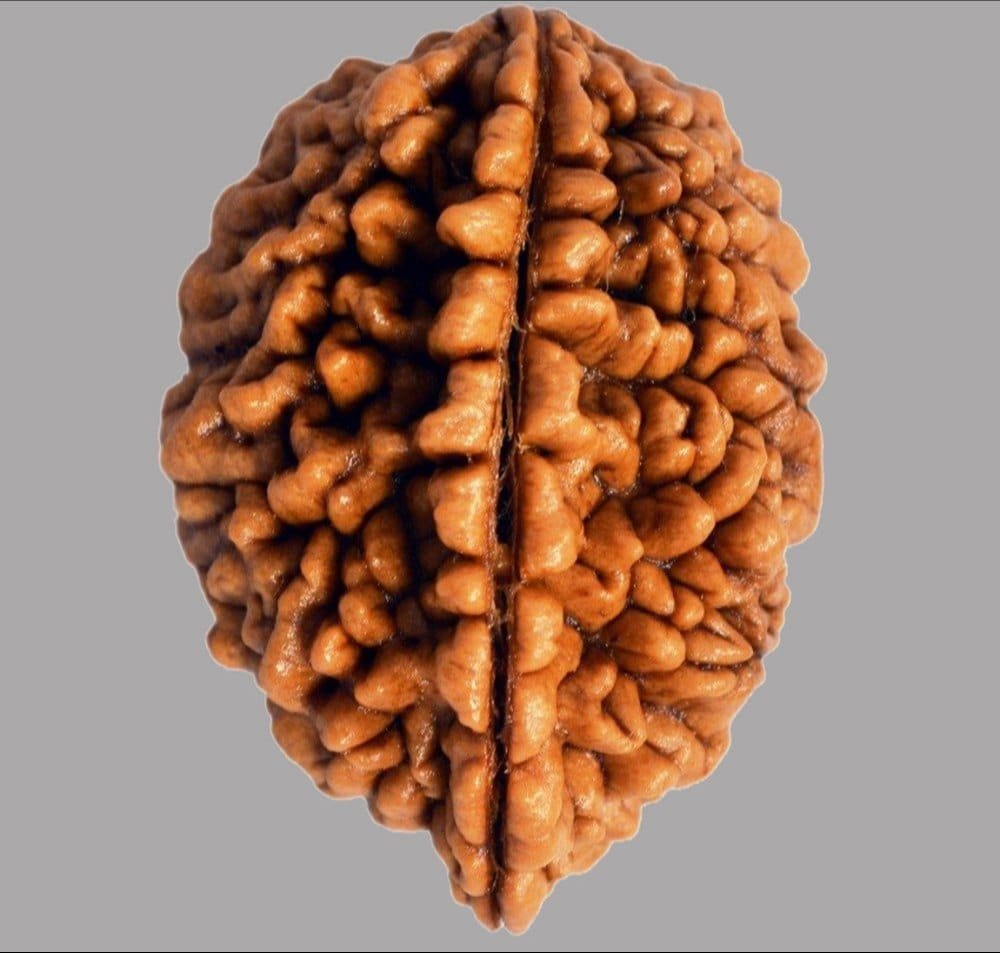 2 मुखी रुद्राक्ष