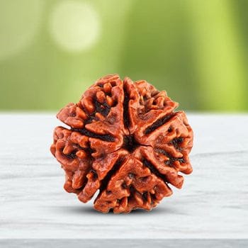 5 मुखी रुद्राक्ष
