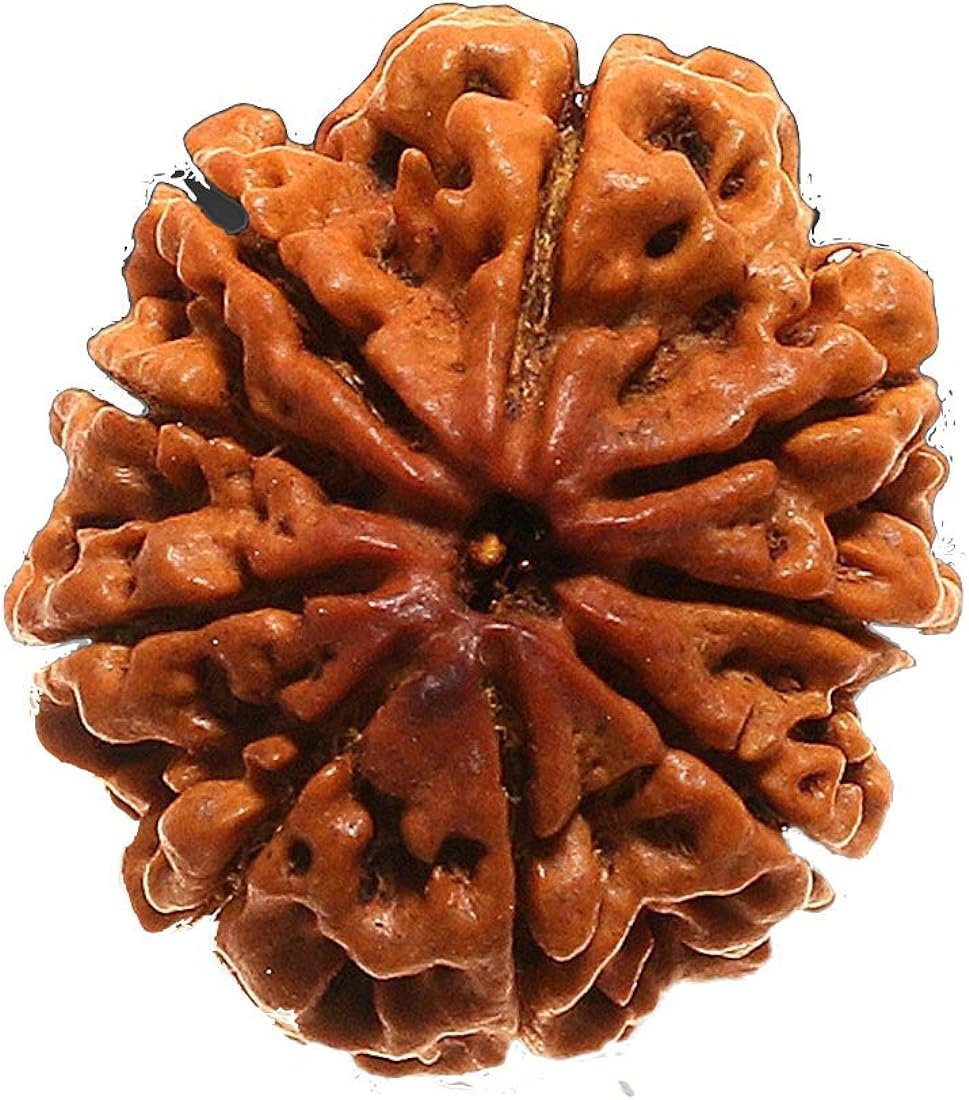 9 मुखी रुद्राक्ष