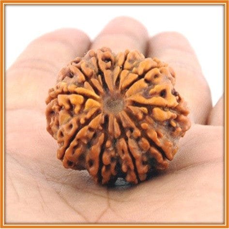 10 मुखी रुद्राक्ष 
