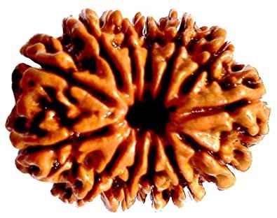 13 मुखी रुद्राक्ष