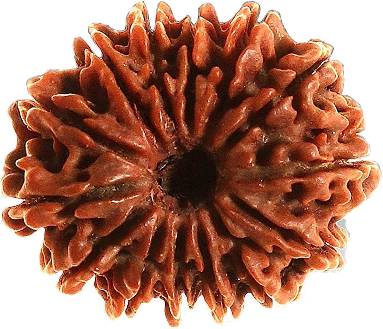 14 मुखी रुद्राक्ष